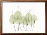 Woodlands I Prints by Acee 