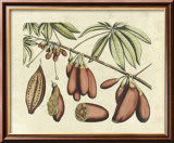 Botanical III Poster von Van Rheet 