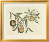 Botanical II Posters par Van Rheet 