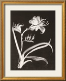 Midnight Lilies Poster by Nolan Winkler