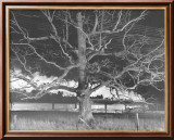 NW 1643 Train No. 17 The Birmingham Special Passes a Giant Oak, Max Meadows, Virginia, c.1957 Láminas por O. Winston Link