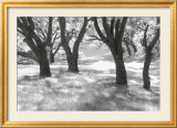 Blue Oaks Prints by Marty Knapp