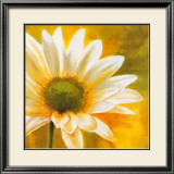 Marguerites dans le Soleil III Kunstdruck von Pierre Viollet