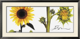 Helianthus Plakater af JoSon Helianthus Plakater af JoSon