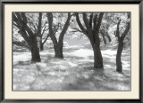 Blue Oaks Prints by Marty Knapp