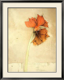 Amaryllis I Fiori Posters av Bruno Bruni Amaryllis I Fiori Posters av Bruno Bruni