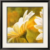 Marguerites dans le Soleil II Poster von Pierre Viollet