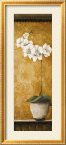 Hanna's Orchids II Láminas por Susan Osborne Hanna's Orchids II Láminas por Susan Osborne