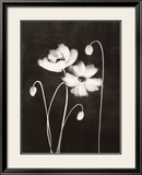 Midnight Poppies Posters by Nolan Winkler