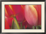 Tulips Poster by Brian Twede