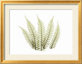 Woodlands II Print by Acee 