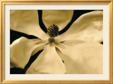 Fleur jaune Affiches par Nelson Figueredo