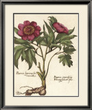 Giant Peony I Kunst von Ludwig Van Houtte