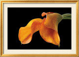 Double Orange Calla Posters par Amalia Veralli