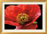 Floral - Coquelicot rouge Affiches par Amalia Veralli