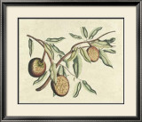 Botanical II Affiches par Van Rheet 