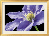 Purple Clematis Poster par Amalia Veralli