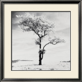 Lone Tree no. 3, Peak District, England Plakater av Dave Butcher