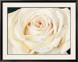 Eleganza Prints by S. Re