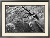 Japanese Garden Plakater av Henri Silberman Japanese Garden Plakater av Henri Silberman