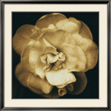 Fleur jaune Poster par Nelson Figueredo