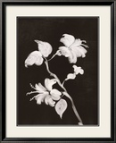 Midnight Hibiscus Prints by Nolan Winkler