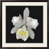 Cattleya Arte por Harold Feinstein Cattleya Arte por Harold Feinstein
