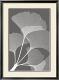Ginkgos II Posters par Steven N. Meyers