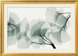 Ginkgo Dance Affiche par Steven N. Meyers