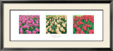 Tulip Panel Láminas por Bent Rej Tulip Panel Láminas por Bent Rej