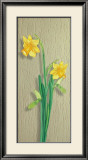 Narcisses Affiches par M. Allegri