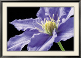 Purple Clematis Posters par Amalia Veralli
