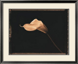 Calla Lily Kunstdrucke von Talli Rosner-Kozuch