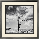 Lone Tree no. 2, Peak District, England Posters av Dave Butcher