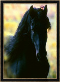 Ukjent Innrammet Giclee-trykk av Mark Barrett