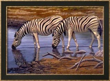 Zebras Drinking Poster by Clive Kay