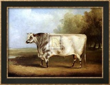 Taureau de concours Affiches par William Davis
