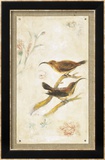 Long-Billed Sunbird Arte por Jillian David