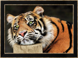 Lazy Tiger Affiche par Toni Wallbank