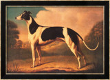 English Greyhound Prints by Benjamin Killingbeck