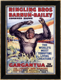 Ringling Brothers: Gargantua the Great Lámina giclée enmarcada