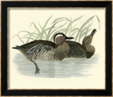 Morris Ducks II Posters par Reverend Francis O. Morris