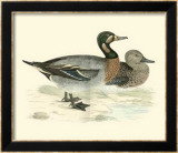 Morris Ducks III Art par Reverend Francis O. Morris