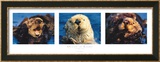 Collection de loutres Posters par Bob Talbot