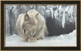Lince durmiendo Láminas por Robert Bateman Lince durmiendo Láminas por Robert Bateman