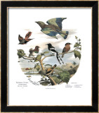 Asian Birds Pósters por Edouard Travies Asian Birds Pósters por Edouard Travies
