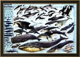 Baleines et dauphins Affiches
