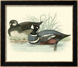 Morris Ducks IV Pósters por Reverend Francis O. Morris