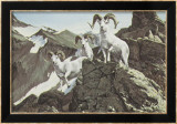 Dall Sheep Poster von Ron Van Gilder