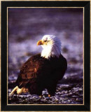 Aigle à tête blanche Posters par John Pezzenti Jr